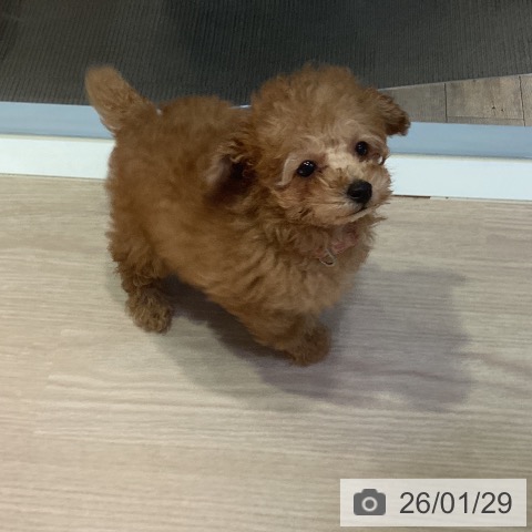 岡山県のトイプードル(トイ) (ペットプラス 岡山店/2025年11月23日生まれ/女の子/レッド)の子犬の3枚目の画像