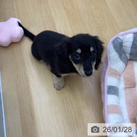 香川県のミニチュアダックスフンド(ロング) (ペットプラス 綾川店/2025年11月24日生まれ/女の子/ブラックイエロー)の子犬の4枚目の画像