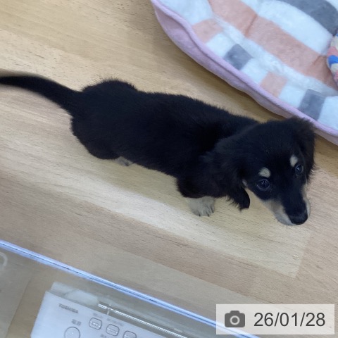 香川県のミニチュアダックスフンド(ロング) (ペットプラス 綾川店/2025年11月24日生まれ/女の子/ブラックイエロー)の子犬の3枚目の画像