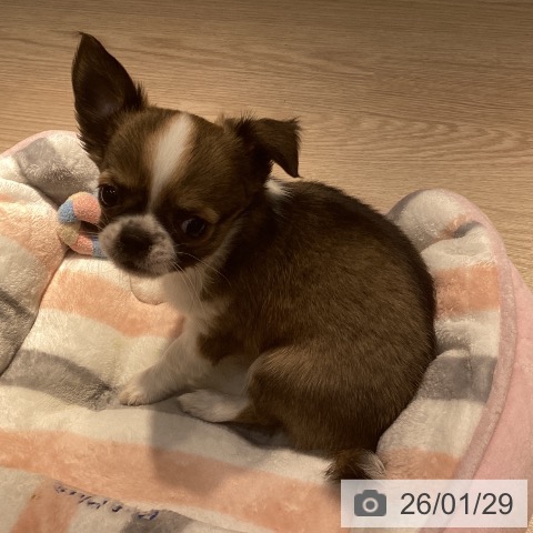 岡山県のチワワ(ロング) (ペットプラス 岡山店/2025年11月22日生まれ/男の子/フォーンホワイト)の子犬の4枚目の画像