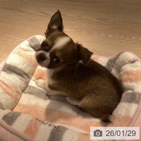 岡山県のチワワ(ロング) (ペットプラス 岡山店/2025年11月22日生まれ/男の子/フォーンホワイト)の子犬の3枚目の画像