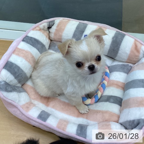 香川県のチワワ(ロング) (ペットプラス 綾川店/2025年11月22日生まれ/男の子/クリーム)の子犬の4枚目の画像