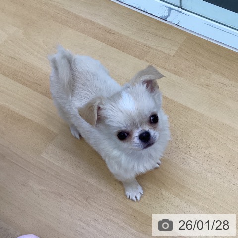 香川県のチワワ(ロング) (ペットプラス 綾川店/2025年11月22日生まれ/男の子/クリーム)の子犬の3枚目の画像