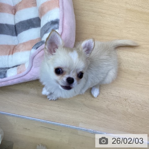 香川県のチワワ(ロング) (ペットプラス 綾川店/2025年11月22日生まれ/男の子/クリーム)の子犬の4枚目の画像
