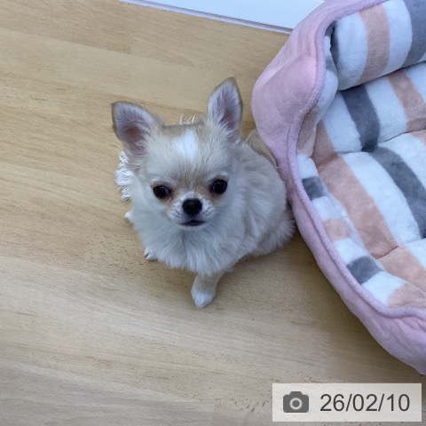 香川県のチワワ(ロング) (ペットプラス 綾川店/2025年11月22日生まれ/男の子/クリーム)の子犬の4枚目の画像