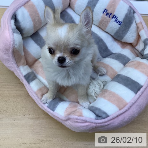 香川県のチワワ(ロング) (ペットプラス 綾川店/2025年11月22日生まれ/男の子/クリーム)の子犬の3枚目の画像