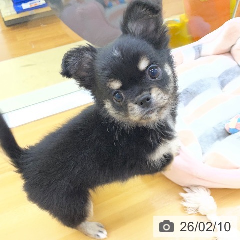 香川県のチワワ(ロング) (ペットプラス 高松店/2025年11月26日生まれ/男の子/ブラッククリーム)の子犬の4枚目の画像