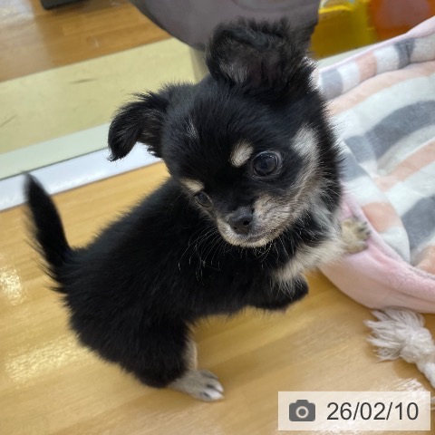 香川県のチワワ(ロング) (ペットプラス 高松店/2025年11月26日生まれ/男の子/ブラッククリーム)の子犬の3枚目の画像