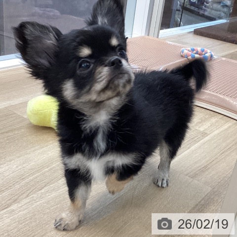 愛媛県のチワワ(ロング) (ペットプラス 新居浜店/2025年11月26日生まれ/男の子/ブラッククリーム)の子犬の4枚目の画像