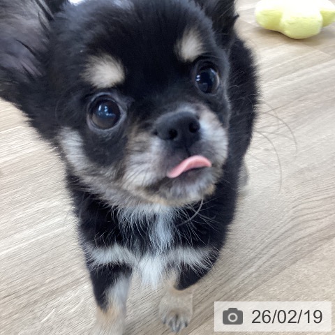 愛媛県のチワワ(ロング) (ペットプラス 新居浜店/2025年11月26日生まれ/男の子/ブラッククリーム)の子犬の3枚目の画像