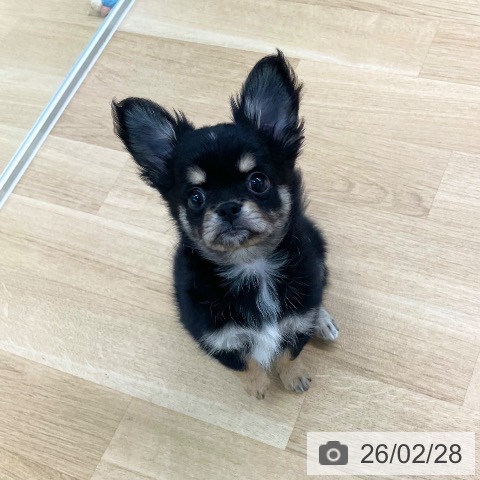 愛媛県のチワワ(ロング) (ペットプラス 新居浜店/2025年11月26日生まれ/男の子/ブラッククリーム)の子犬の4枚目の画像