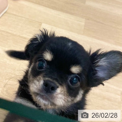 愛媛県のチワワ(ロング) (ペットプラス 新居浜店/2025年11月26日生まれ/男の子/ブラッククリーム)の子犬の3枚目の画像