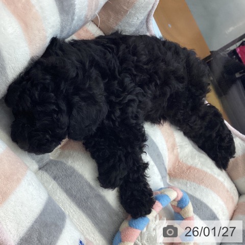愛媛県のトイプードル(トイ) (ペットプラス 新居浜店/2025年11月24日生まれ/男の子/ブラック)の子犬の3枚目の画像