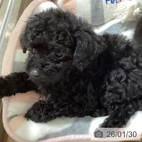 鳥取県のトイプードル(トイ) (ペッツワン 日吉津店/2025年11月24日生まれ/男の子/ブラック)の子犬の4枚目の画像