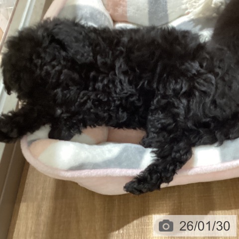 鳥取県のトイプードル(トイ) (ペッツワン 日吉津店/2025年11月24日生まれ/男の子/ブラック)の子犬の3枚目の画像