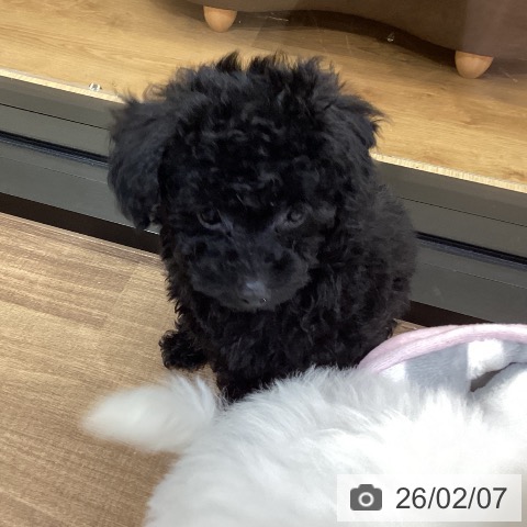 鳥取県のトイプードル(トイ) (ペッツワン 日吉津店/2025年11月24日生まれ/男の子/ブラック)の子犬の4枚目の画像