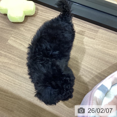 鳥取県のトイプードル(トイ) (ペッツワン 日吉津店/2025年11月24日生まれ/男の子/ブラック)の子犬の3枚目の画像