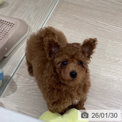 徳島県のトイプードル(トイ) (ペットプラス 徳島店/2025年11月26日生まれ/男の子/レッドフォーン)の子犬の3枚目の画像