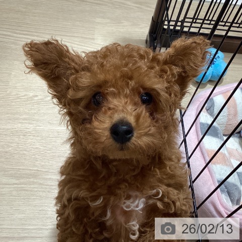 徳島県のトイプードル(トイ) (ペットプラス 徳島店/2025年11月26日生まれ/男の子/レッドフォーン)の子犬の3枚目の画像