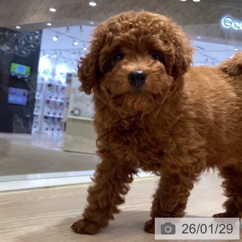 徳島県のトイプードル(トイ) (ペットプラス 徳島店/2025年11月21日生まれ/男の子/レッドフォーン)の子犬の3枚目の画像