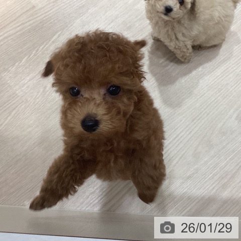 岡山県のトイプードル(トイ) (ペットプラス 岡山店/2025年11月21日生まれ/男の子/レッドフォーン)の子犬の3枚目の画像