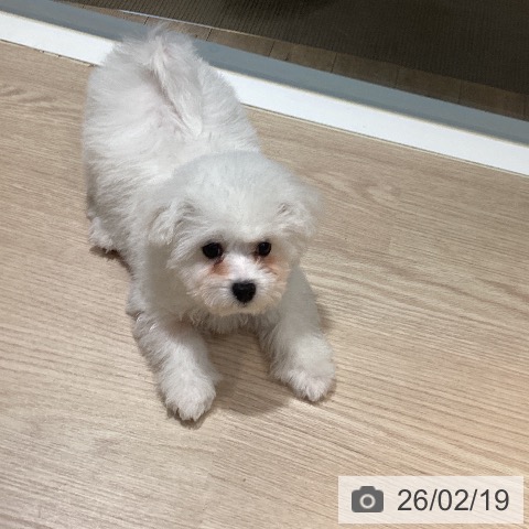 ビション・フリーゼの写真