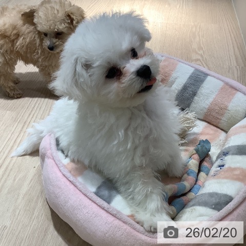 ビション・フリーゼの写真