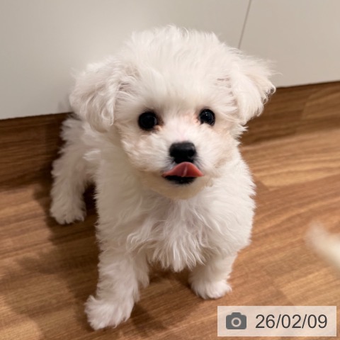 岡山県のビションフリーゼ (ペッツワン 岡山南店/2025年11月17日生まれ/男の子/ホワイト)の子犬の4枚目の画像