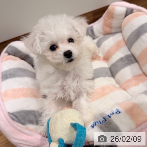 岡山県のビションフリーゼ (ペッツワン 岡山南店/2025年11月17日生まれ/男の子/ホワイト)の子犬の3枚目の画像