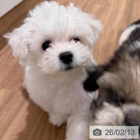 岡山県のビションフリーゼ (ペッツワン 岡山南店/2025年11月17日生まれ/男の子/ホワイト)の子犬の4枚目の画像