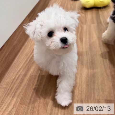 岡山県のビションフリーゼ (ペッツワン 岡山南店/2025年11月17日生まれ/男の子/ホワイト)の子犬の3枚目の画像