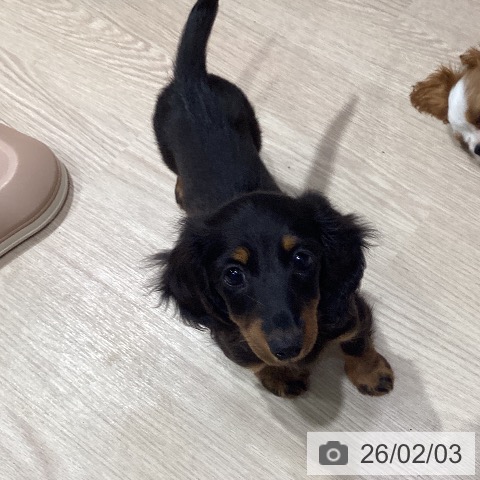 岡山県のカニンヘンダックスフンド(ロング) (ペットプラス 岡山店/2025年11月22日生まれ/女の子/ブラックタン)の子犬の3枚目の画像