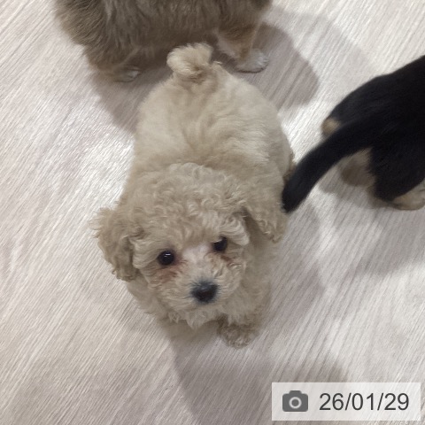 トイ・プードルの写真