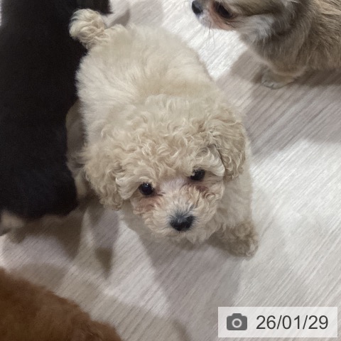 トイ・プードルの写真