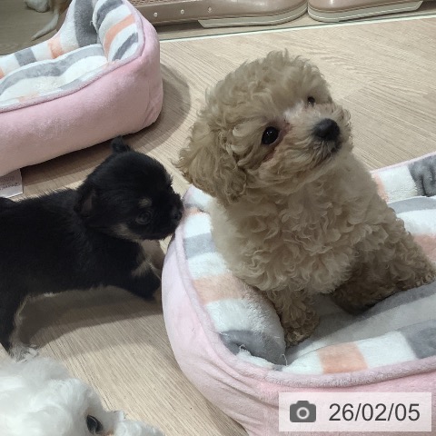 岡山県のトイプードル(トイ) (ペットプラス 岡山店/2025年11月25日生まれ/男の子/クリーム)の子犬の3枚目の画像