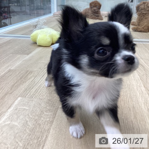 愛媛県のチワワ(ロング) (ペットプラス 新居浜店/2025年11月25日生まれ/女の子/ブラックタンホワイト)の子犬の4枚目の画像