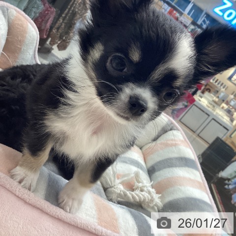 愛媛県のチワワ(ロング) (ペットプラス 新居浜店/2025年11月25日生まれ/女の子/ブラックタンホワイト)の子犬の3枚目の画像