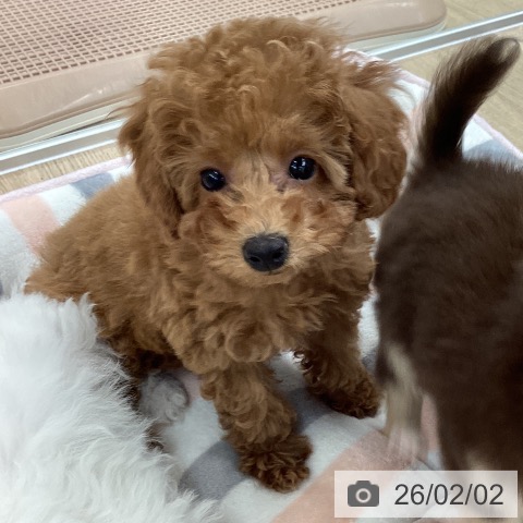 愛媛県のトイプードル(トイ) (ペットプラス 新居浜店/2025年11月18日生まれ/女の子/レッドフォーン)の子犬の4枚目の画像