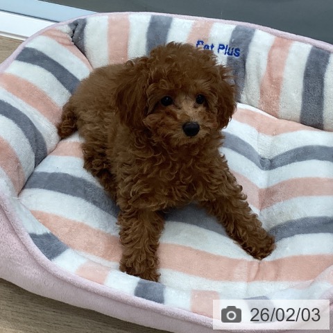 愛媛県のトイプードル(トイ) (ペットプラス 新居浜店/2025年11月18日生まれ/女の子/レッドフォーン)の子犬の3枚目の画像