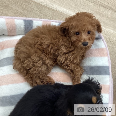 愛媛県のトイプードル(トイ) (ペットプラス 新居浜店/2025年11月18日生まれ/女の子/レッドフォーン)の子犬の3枚目の画像