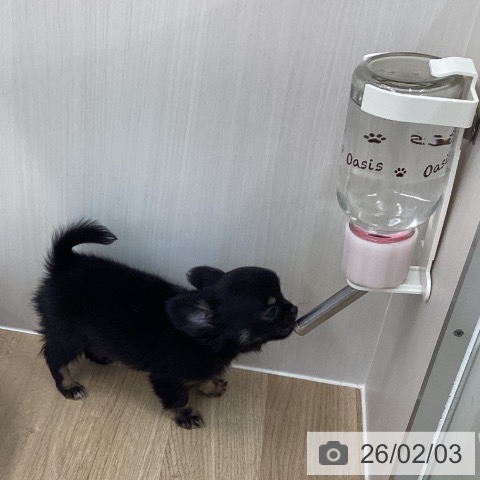 愛媛県のチワワ(ロング) (ペットプラス 新居浜店/2025年11月22日生まれ/男の子/ブラックタン)の子犬の3枚目の画像