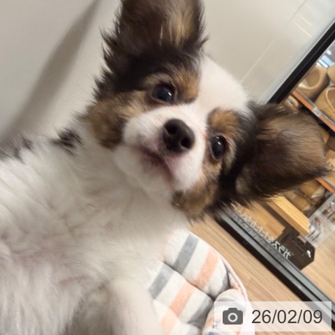 岡山県のパピヨン (ペッツワン 岡山南店/2025年11月20日生まれ/女の子/ホワイトセーブル)の子犬の3枚目の画像