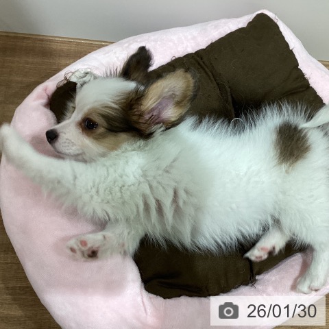 鳥取県のパピヨン (ペッツワン 日吉津店/2025年11月20日生まれ/女の子/ホワイトブラウン)の子犬の4枚目の画像