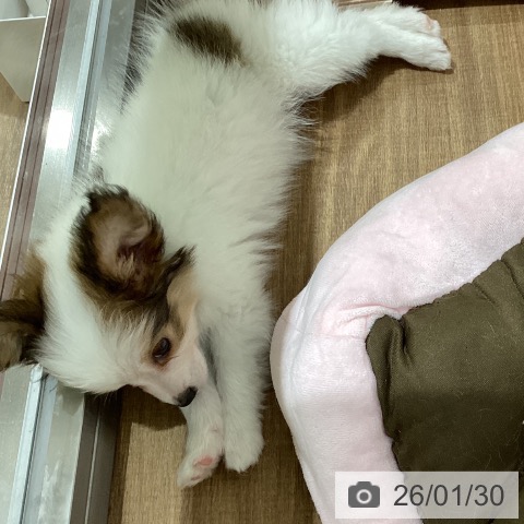 鳥取県のパピヨン (ペッツワン 日吉津店/2025年11月20日生まれ/女の子/ホワイトブラウン)の子犬の3枚目の画像