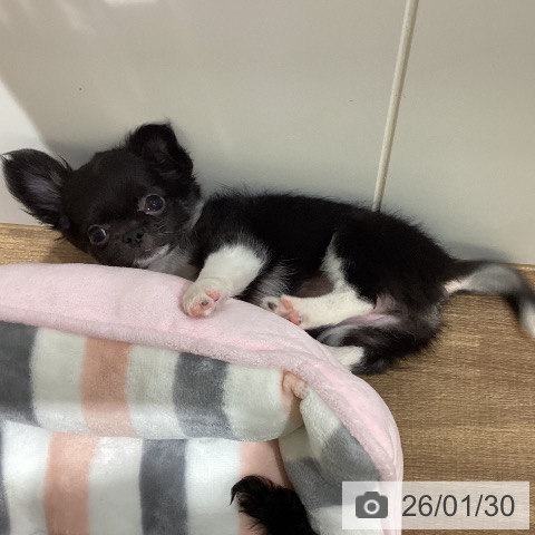 鳥取県のチワワ(ロング) (ペッツワン 日吉津店/2025年11月13日生まれ/女の子/ブラックホワイト)の子犬の4枚目の画像