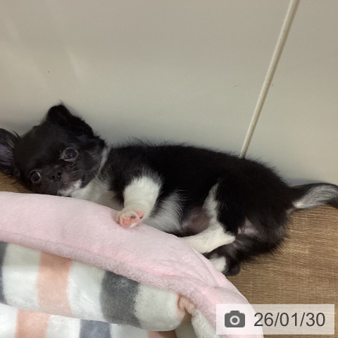 鳥取県のチワワ(ロング) (ペッツワン 日吉津店/2025年11月13日生まれ/女の子/ブラックホワイト)の子犬の3枚目の画像