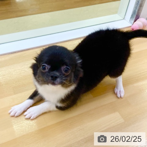 鳥取県のチワワ(ロング) (ペッツワン 日吉津店/2025年11月13日生まれ/女の子/ブラックホワイト)の子犬の4枚目の画像