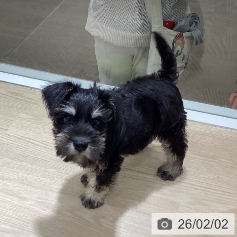 徳島県のミニチュアシュナウザー (ペットプラス 徳島店/2025年11月28日生まれ/男の子/ブラックシルバー)の子犬の4枚目の画像