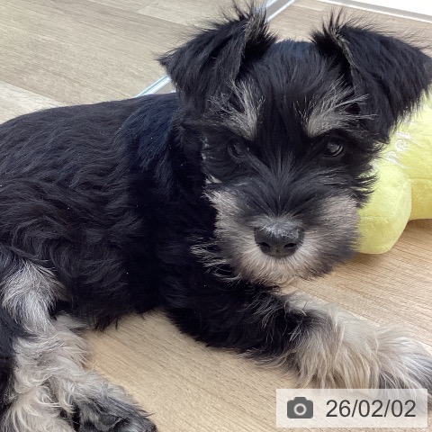 愛媛県のミニチュアシュナウザー (ペットプラス 新居浜店/2025年11月28日生まれ/男の子/ブラックシルバー)の子犬の4枚目の画像