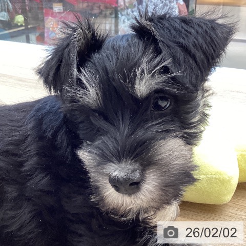 愛媛県のミニチュアシュナウザー (ペットプラス 新居浜店/2025年11月28日生まれ/男の子/ブラックシルバー)の子犬の3枚目の画像